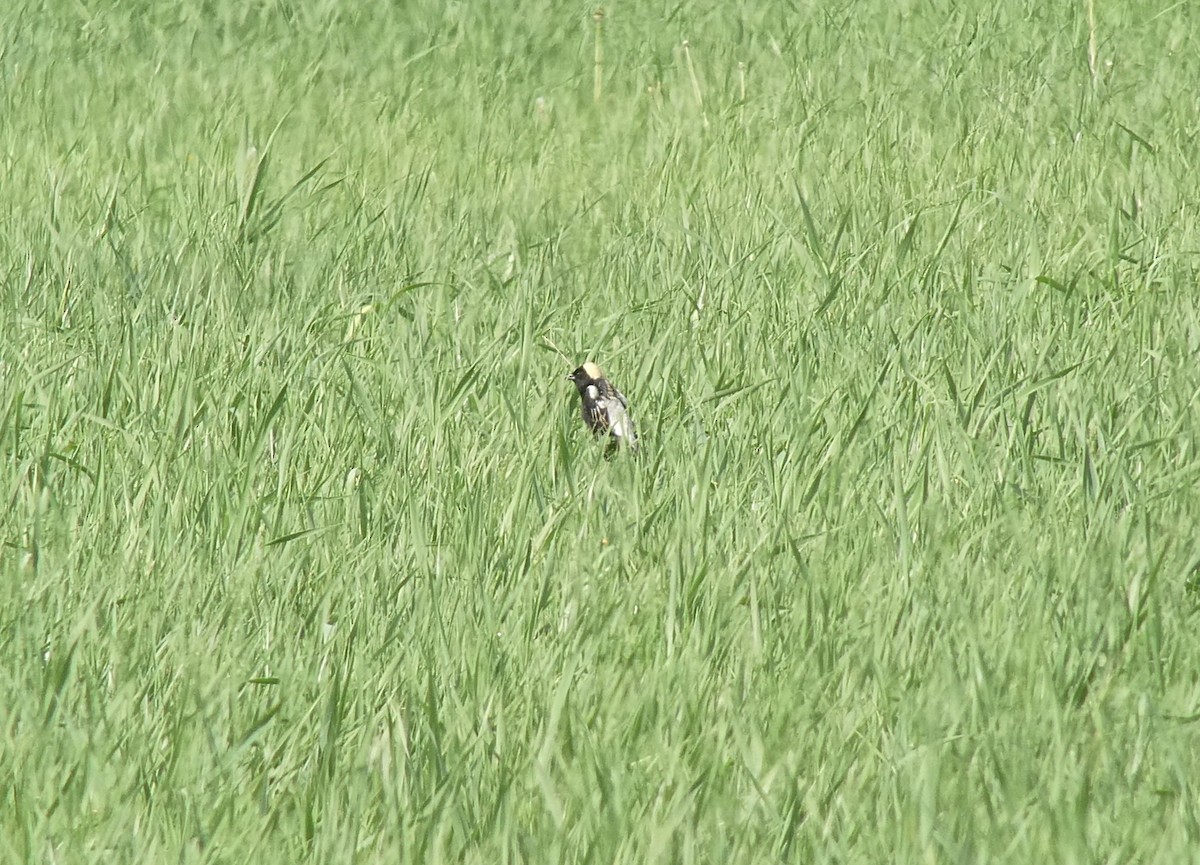 Bobolink - ML635760650