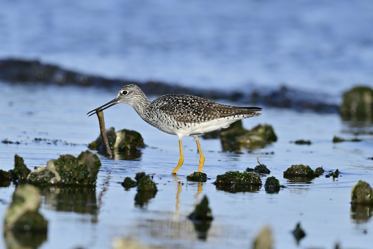 Greater Yellowlegs - ML635760671