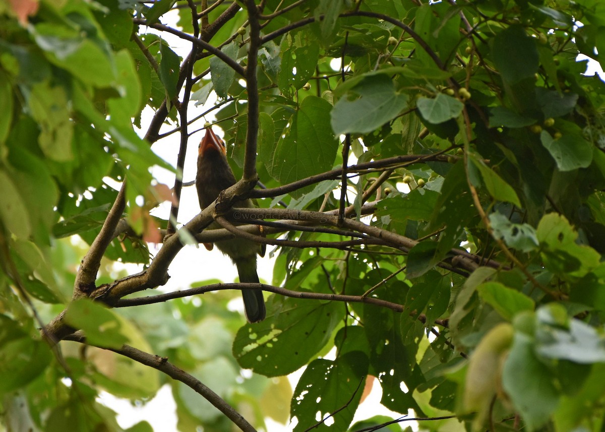 Brown-headed Barbet - ML63576071