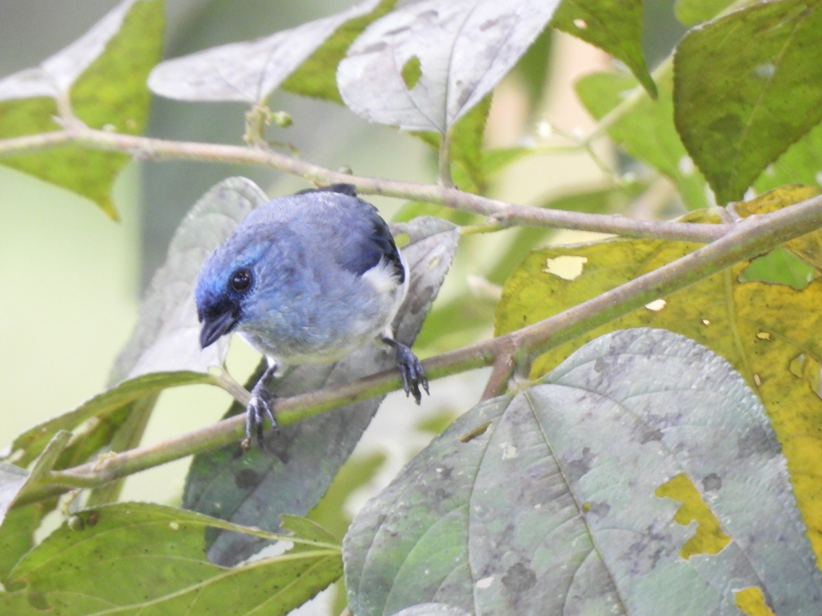 Plain-colored Tanager - ML635760713
