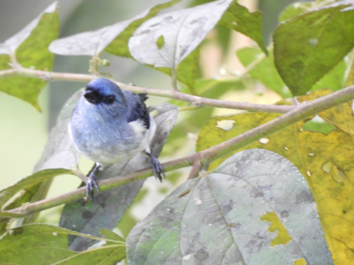 Plain-colored Tanager - ML635760714