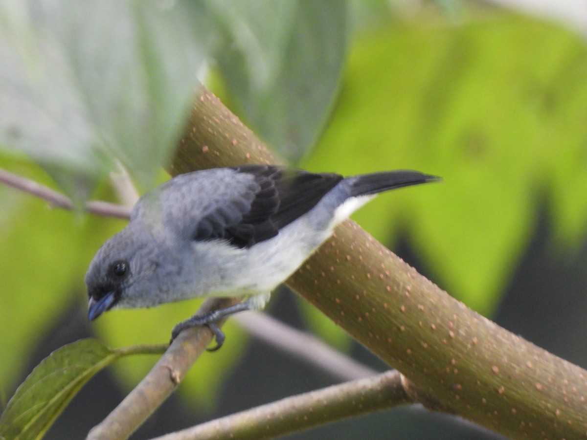 Plain-colored Tanager - ML635760716