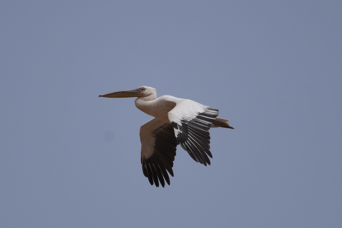 Great White Pelican - ML635760807