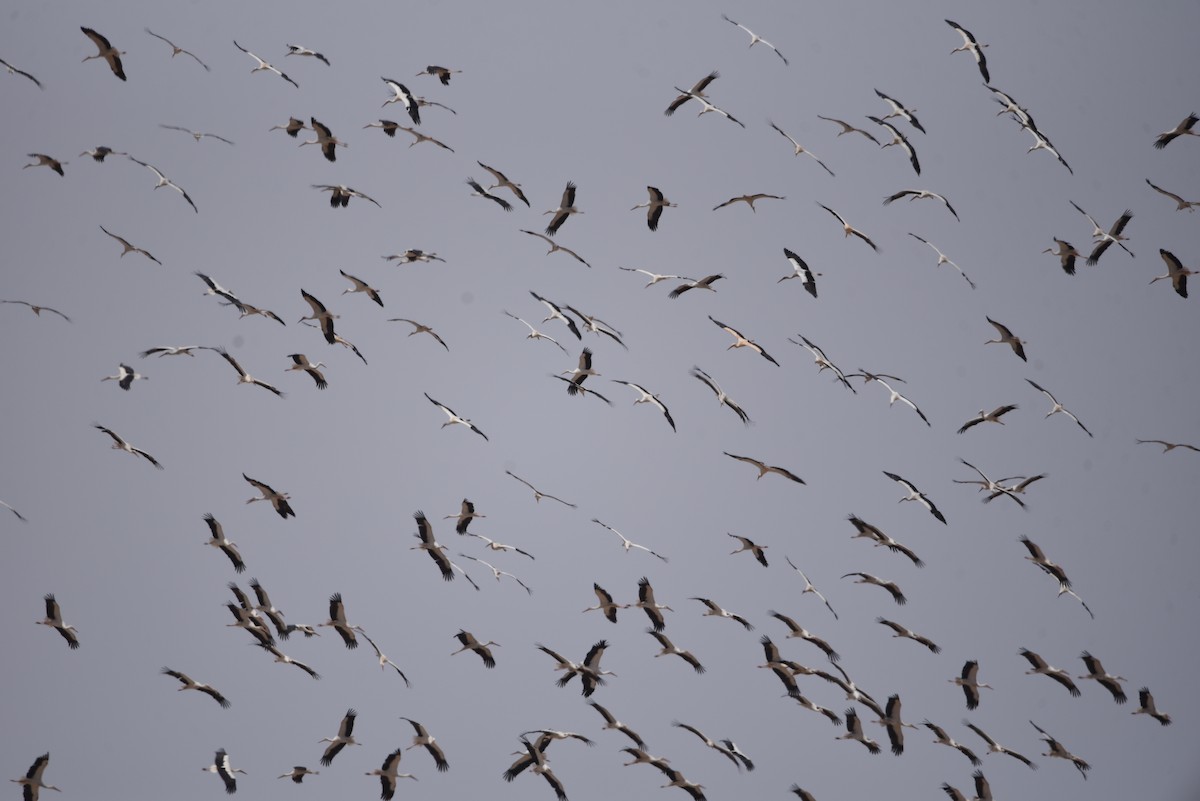 White Stork - ML635760811