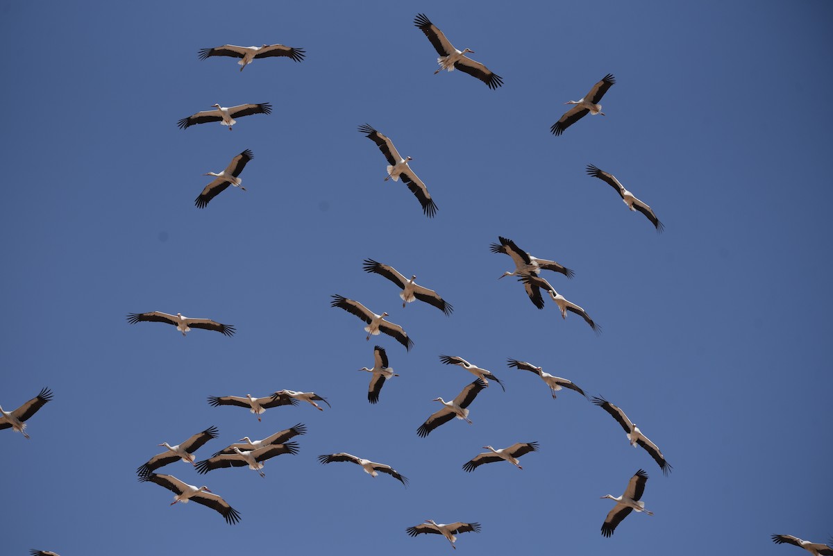 White Stork - ML635760812