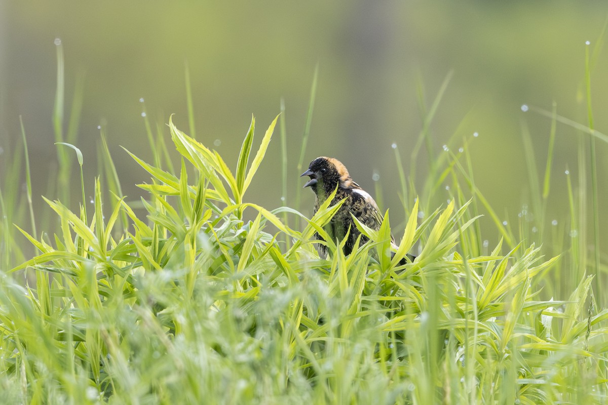 Bobolink - ML635760815