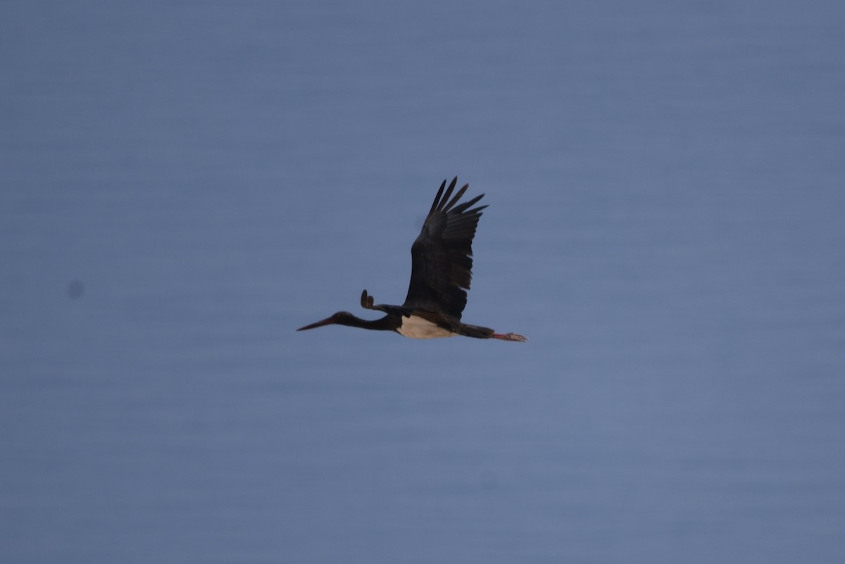 Black Stork - ML635760823