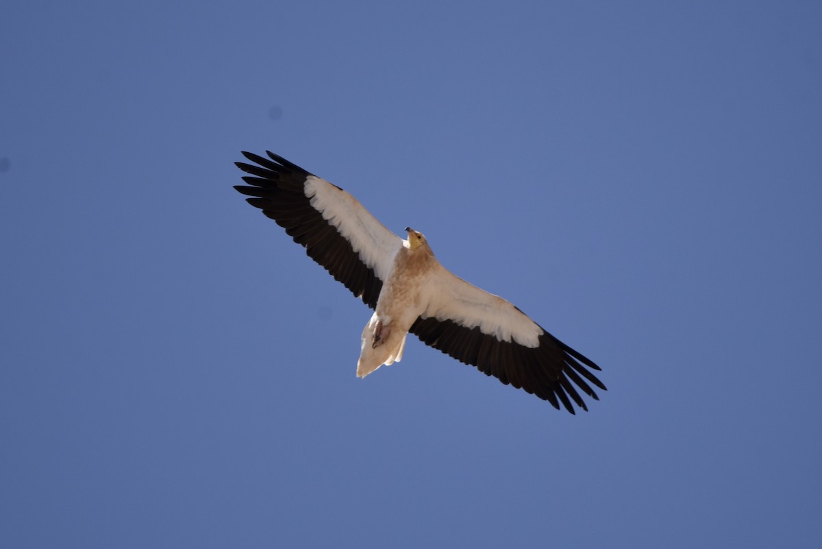 Egyptian Vulture - ML635760944