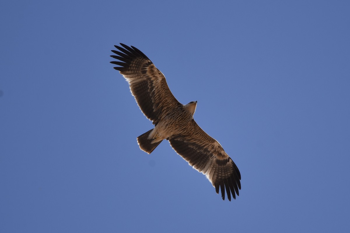 Imperial Eagle - ML635760949