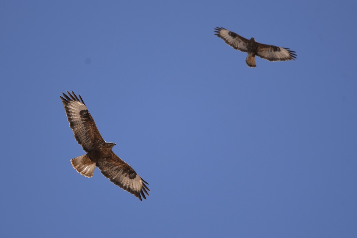 Long-legged Buzzard - ML635760976