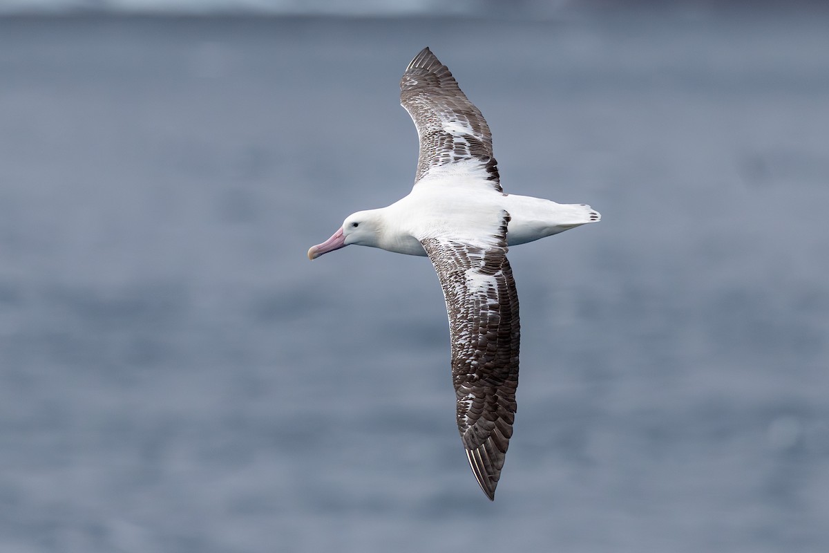 Tristan Albatross - ML635761077