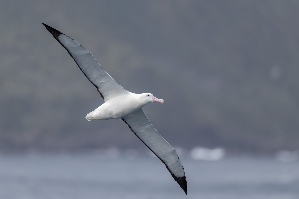 Tristan Albatross - ML635761078