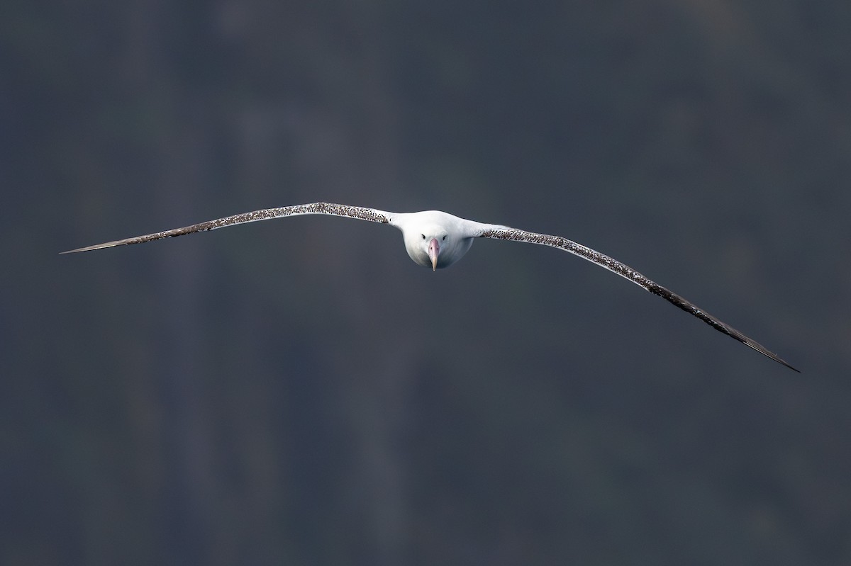 Tristan Albatross - ML635761079