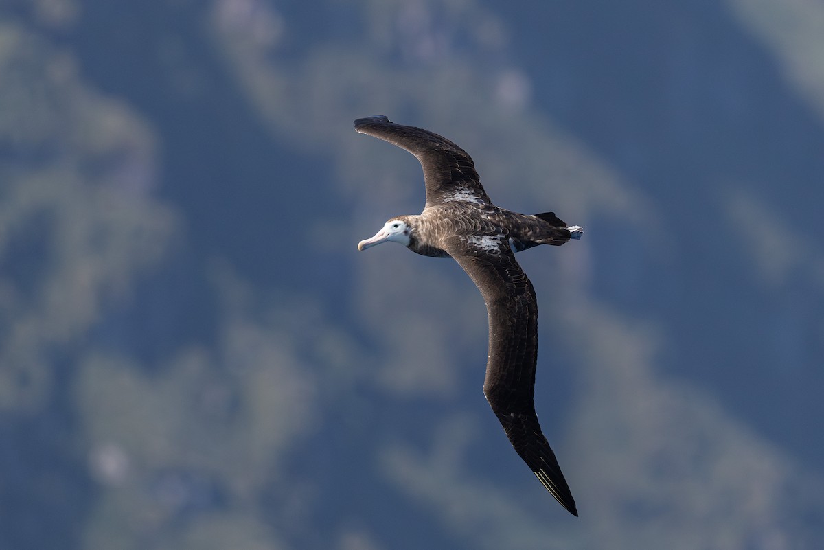 Tristan Albatross - ML635761080
