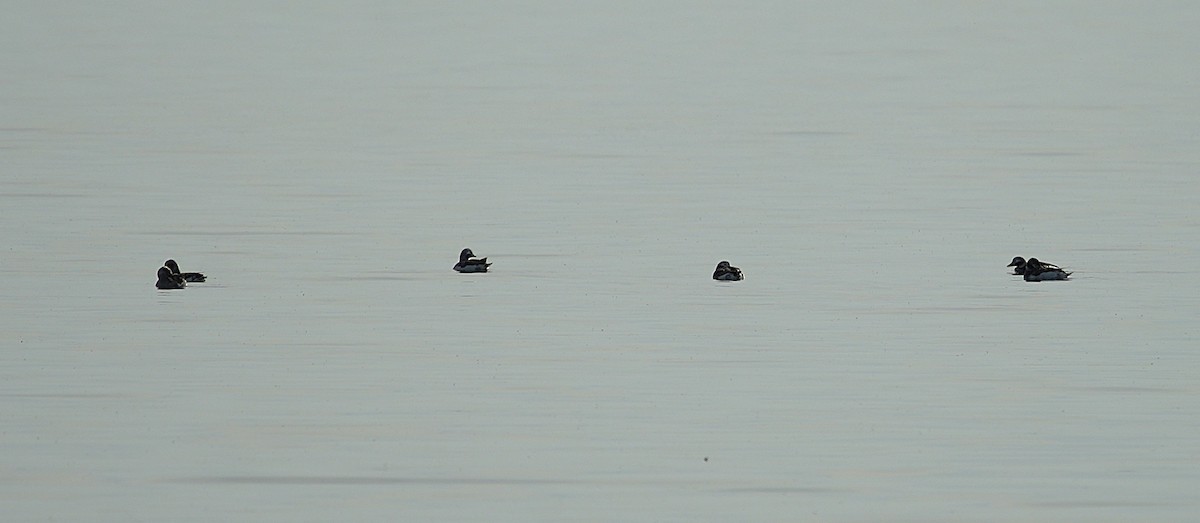 Long-tailed Duck - ML635761111