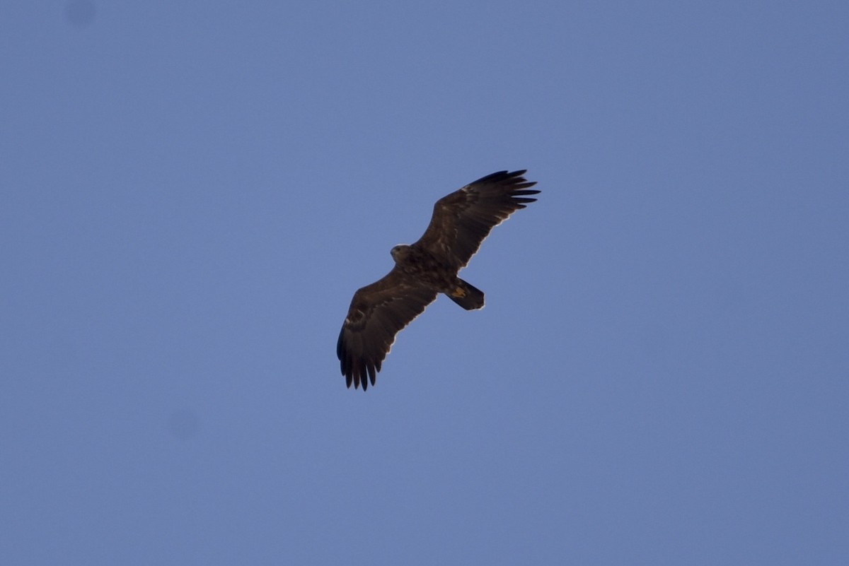 Lesser Spotted Eagle - ML635761144