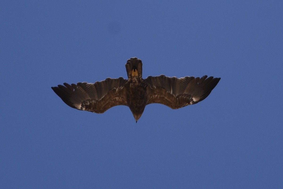 Lesser Spotted Eagle - ML635761145