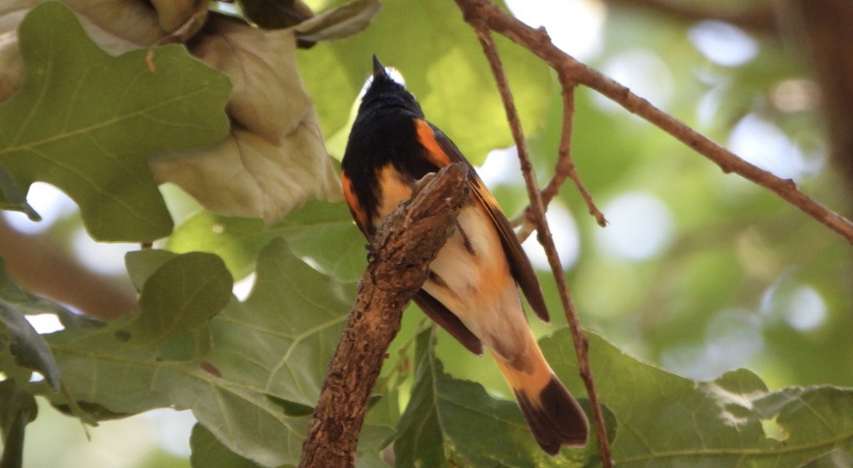 American Redstart - ML635761167