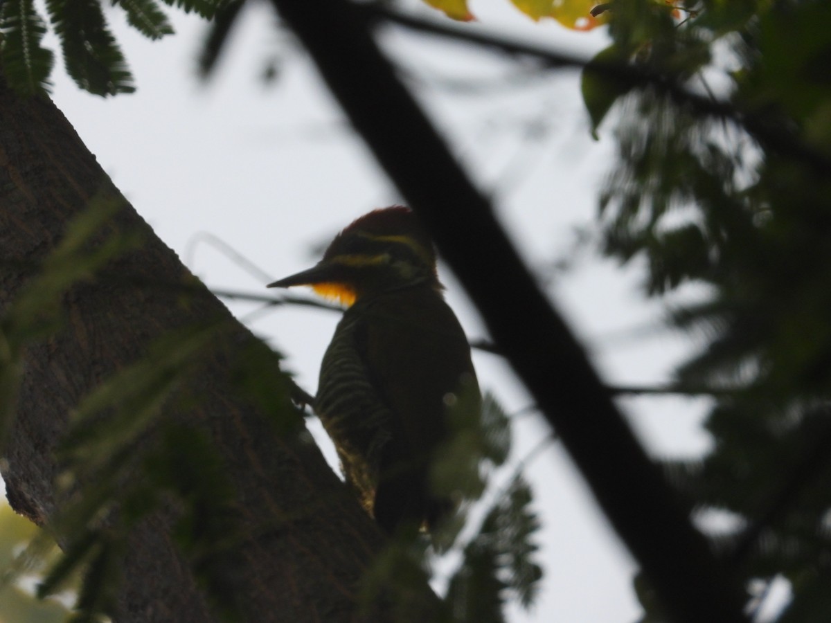 White-browed Woodpecker - ML635761171
