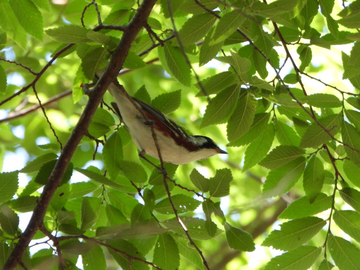 Chestnut-sided Warbler - ML635761195