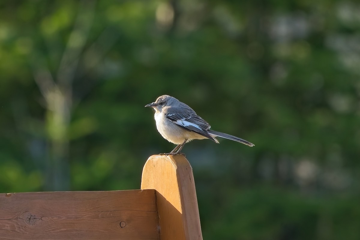 drozdec mnohohlasý - ML635761230