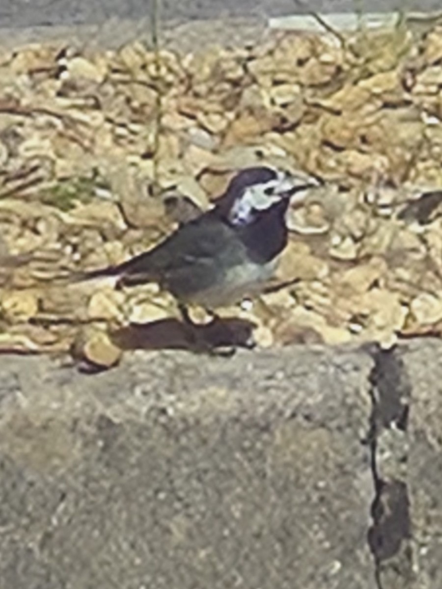 White Wagtail - ML635761284