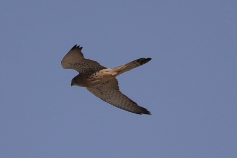 Lesser Kestrel - ML635761297