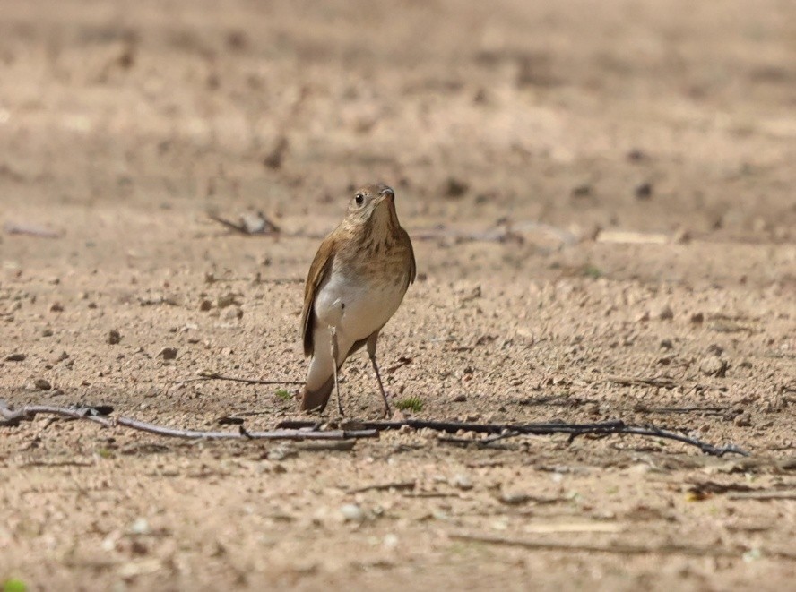 Veery - ML635761463
