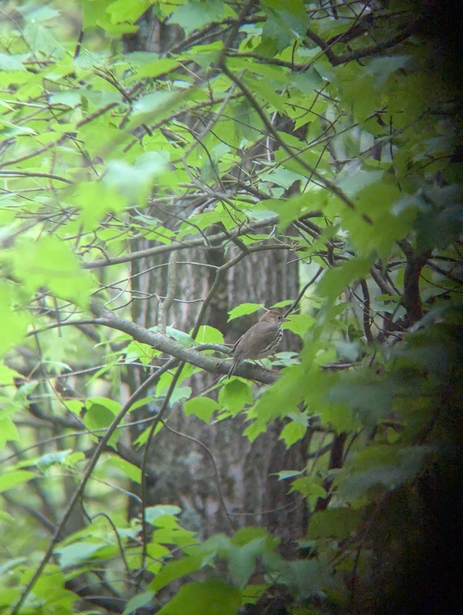 Ovenbird - ML635761464