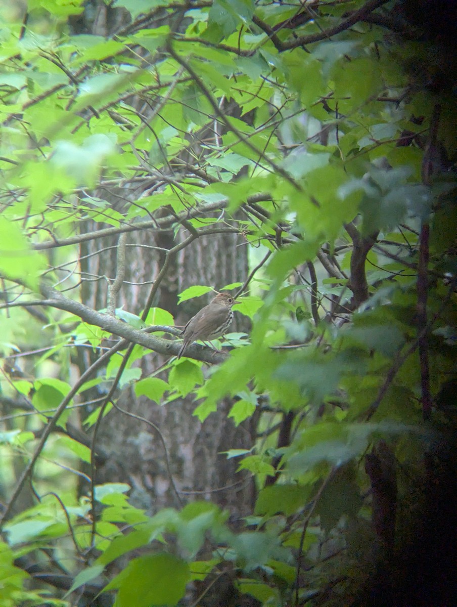 Ovenbird - ML635761467