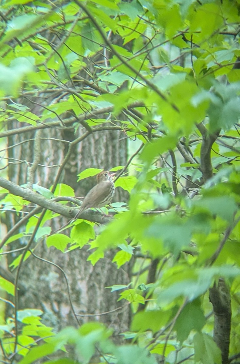 Ovenbird - ML635761469