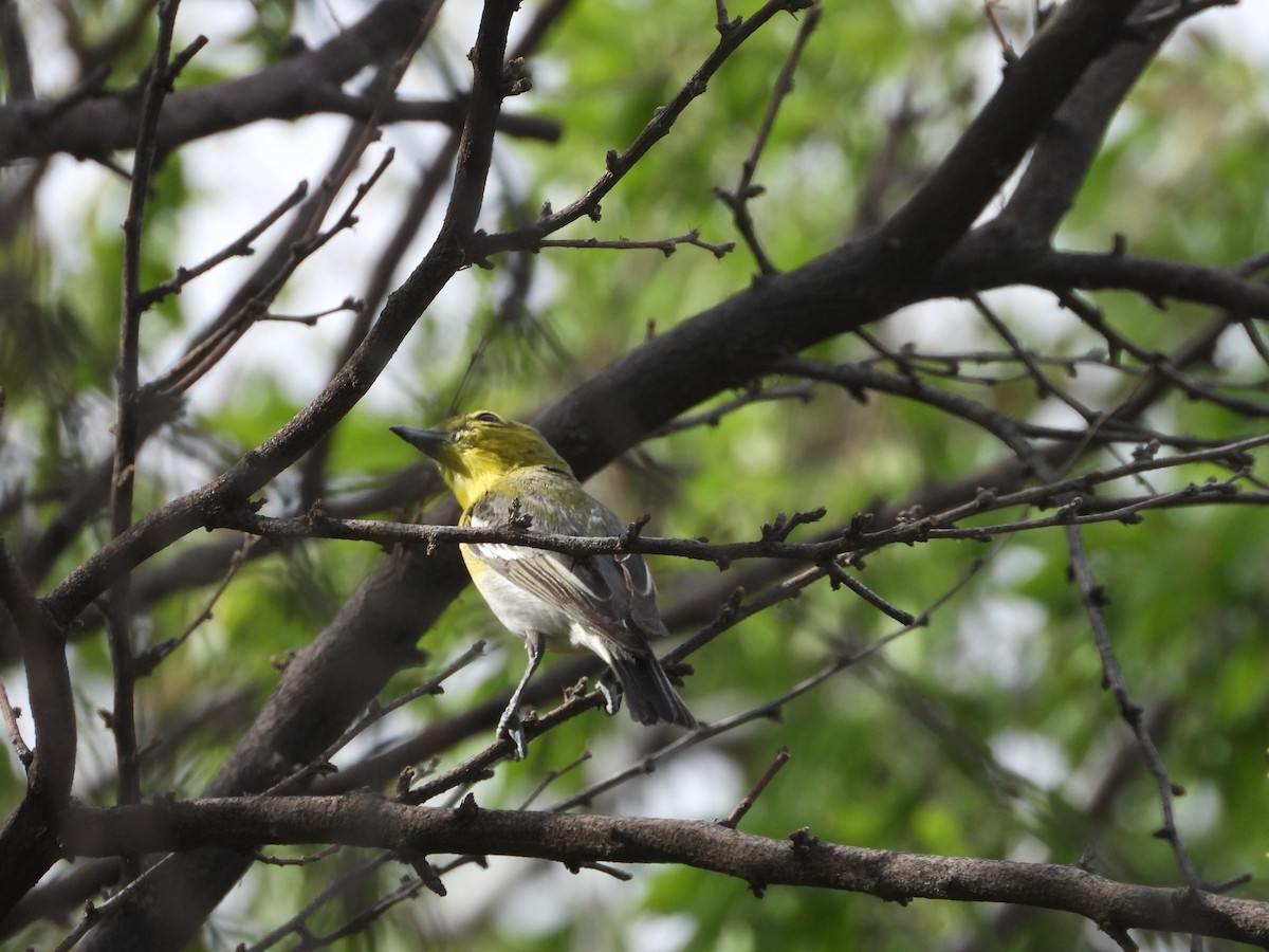 Yellow-throated Vireo - ML635761564