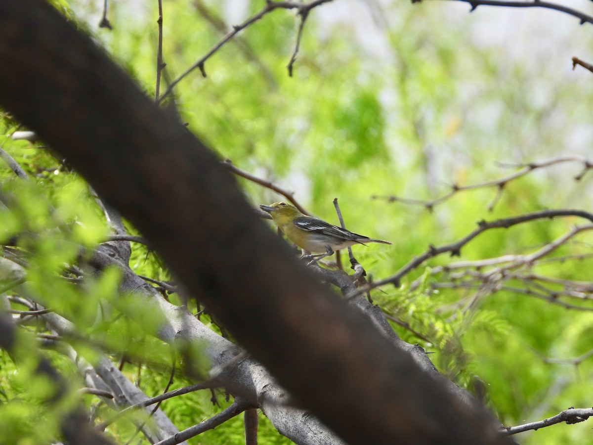 Yellow-throated Vireo - ML635761565