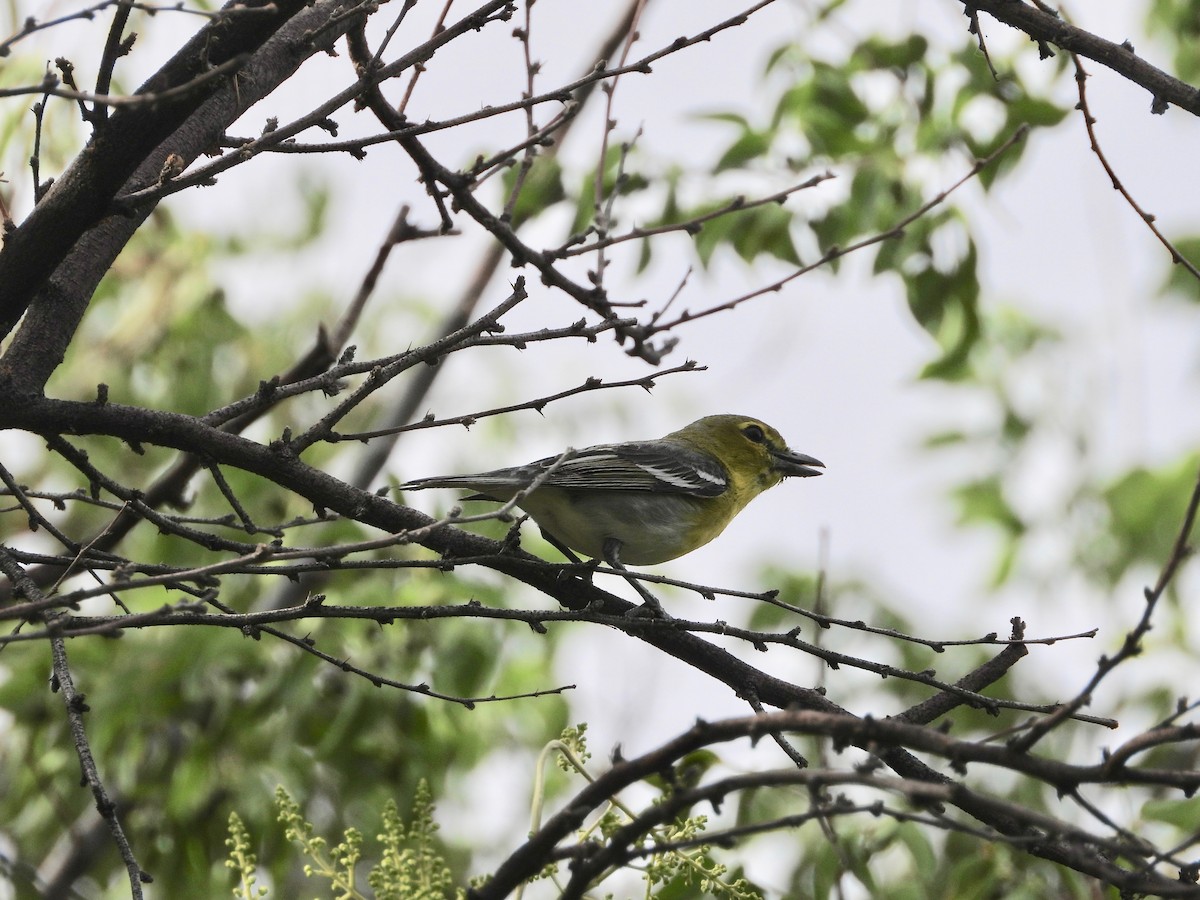 Yellow-throated Vireo - ML635761566