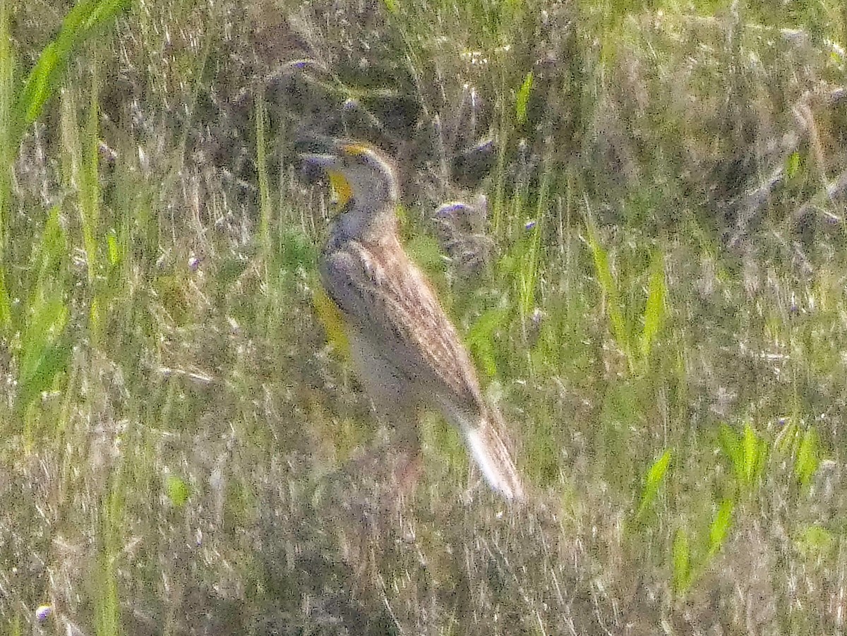 Eastern Meadowlark - ML635761573