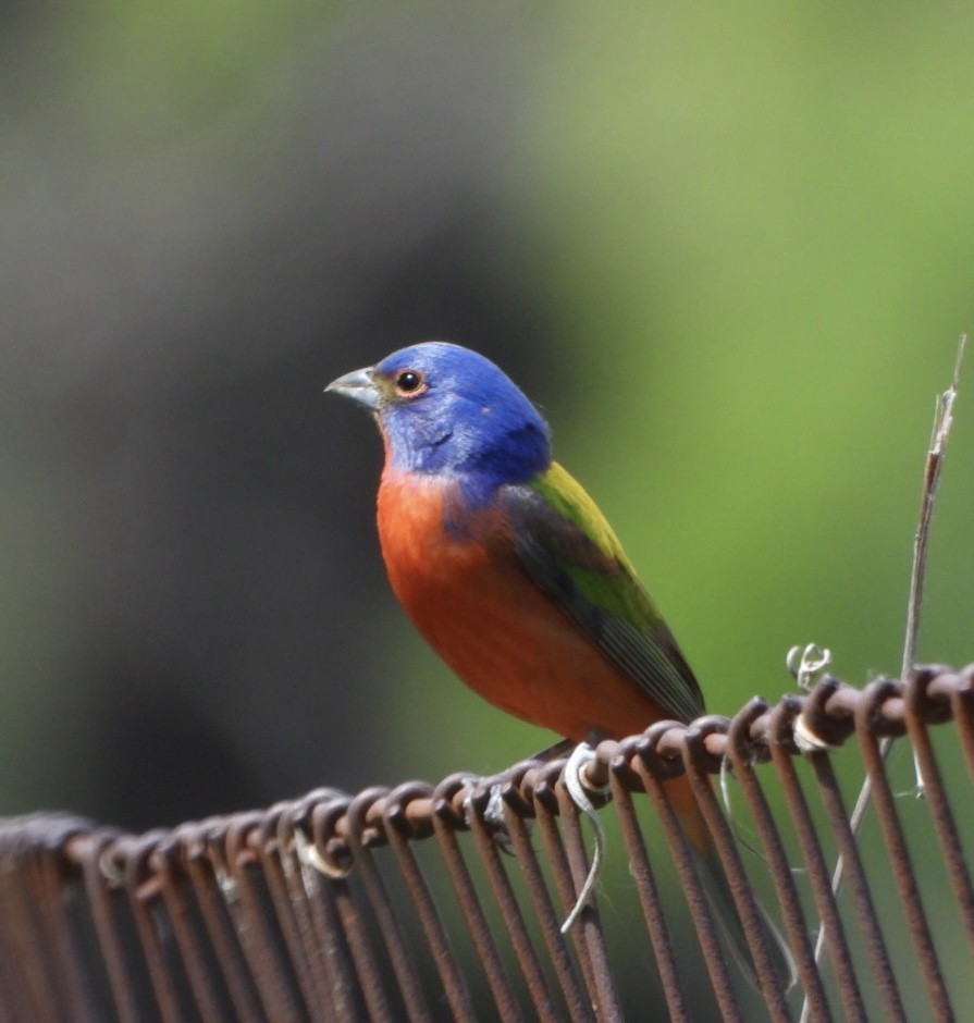 Painted Bunting - ML635761588