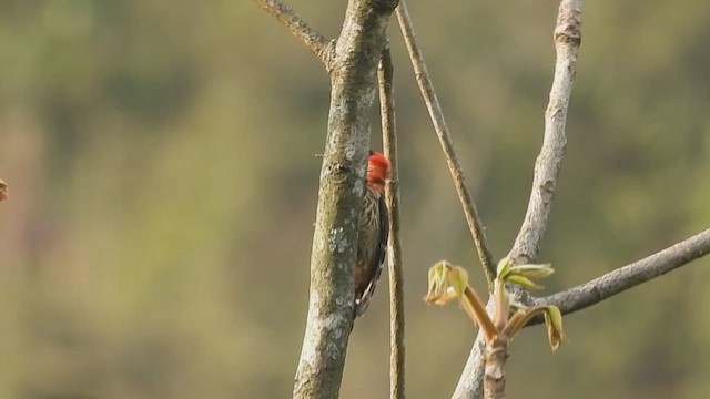 karminbrystspett - ML635761638