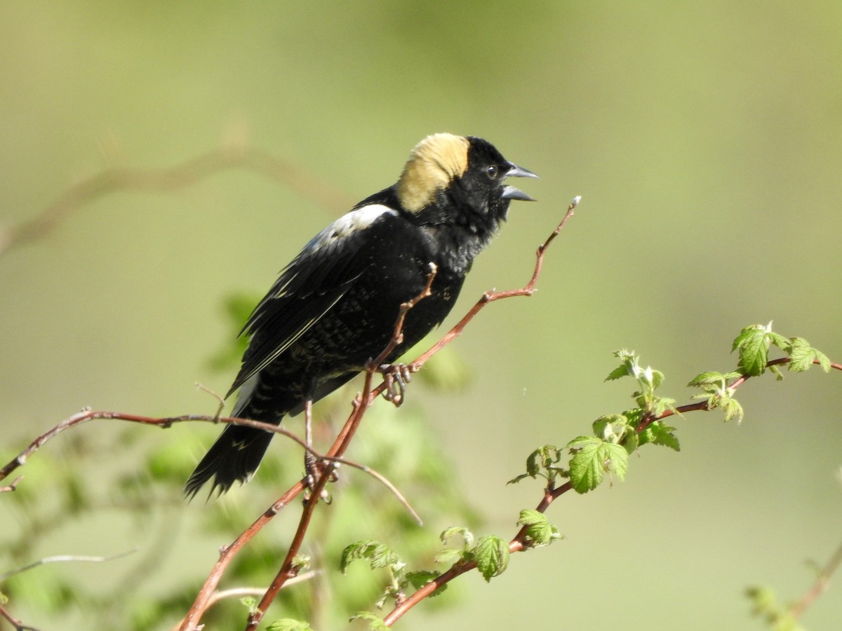 Bobolink - ML635761655