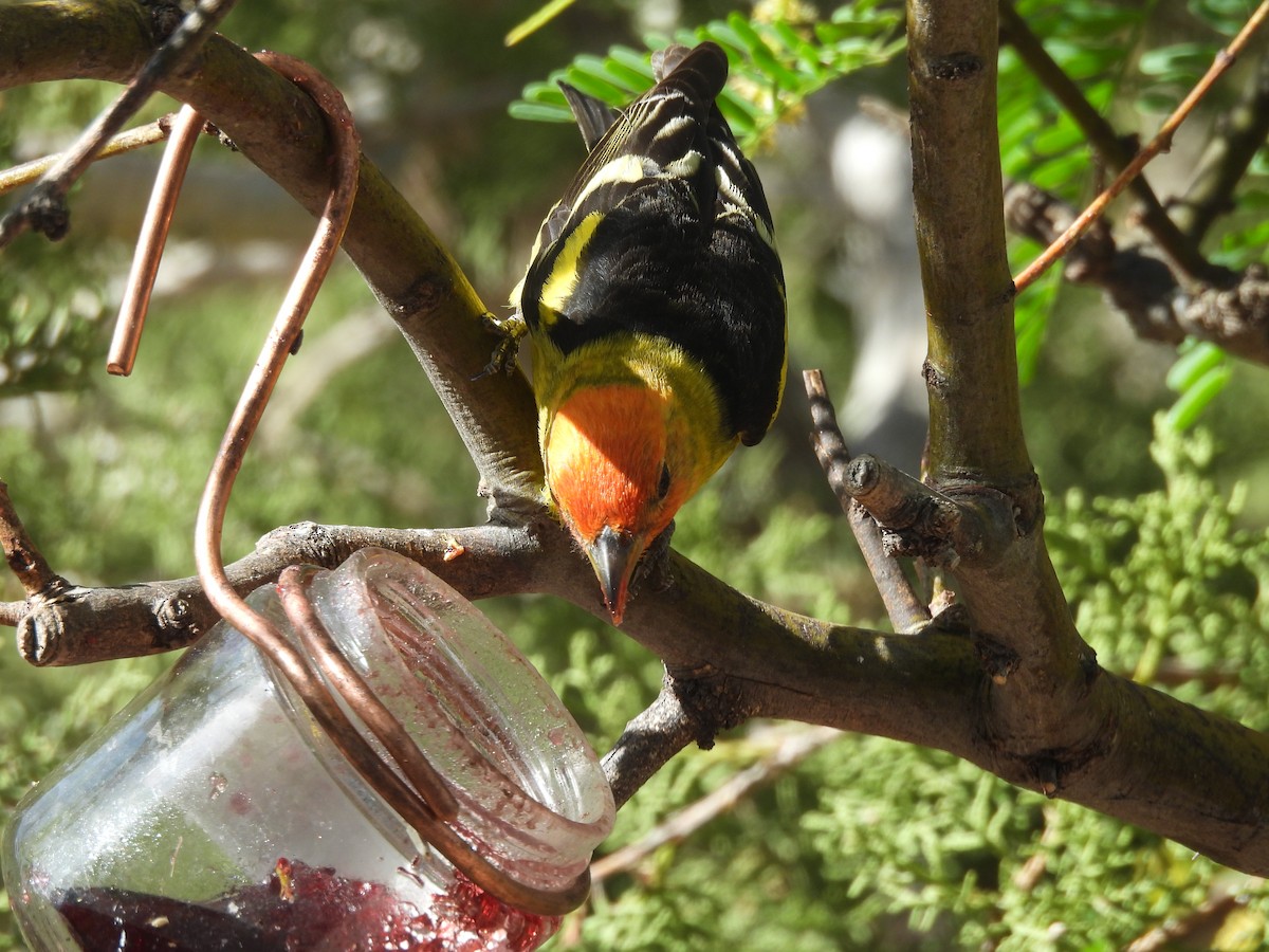 Western Tanager - ML635761848