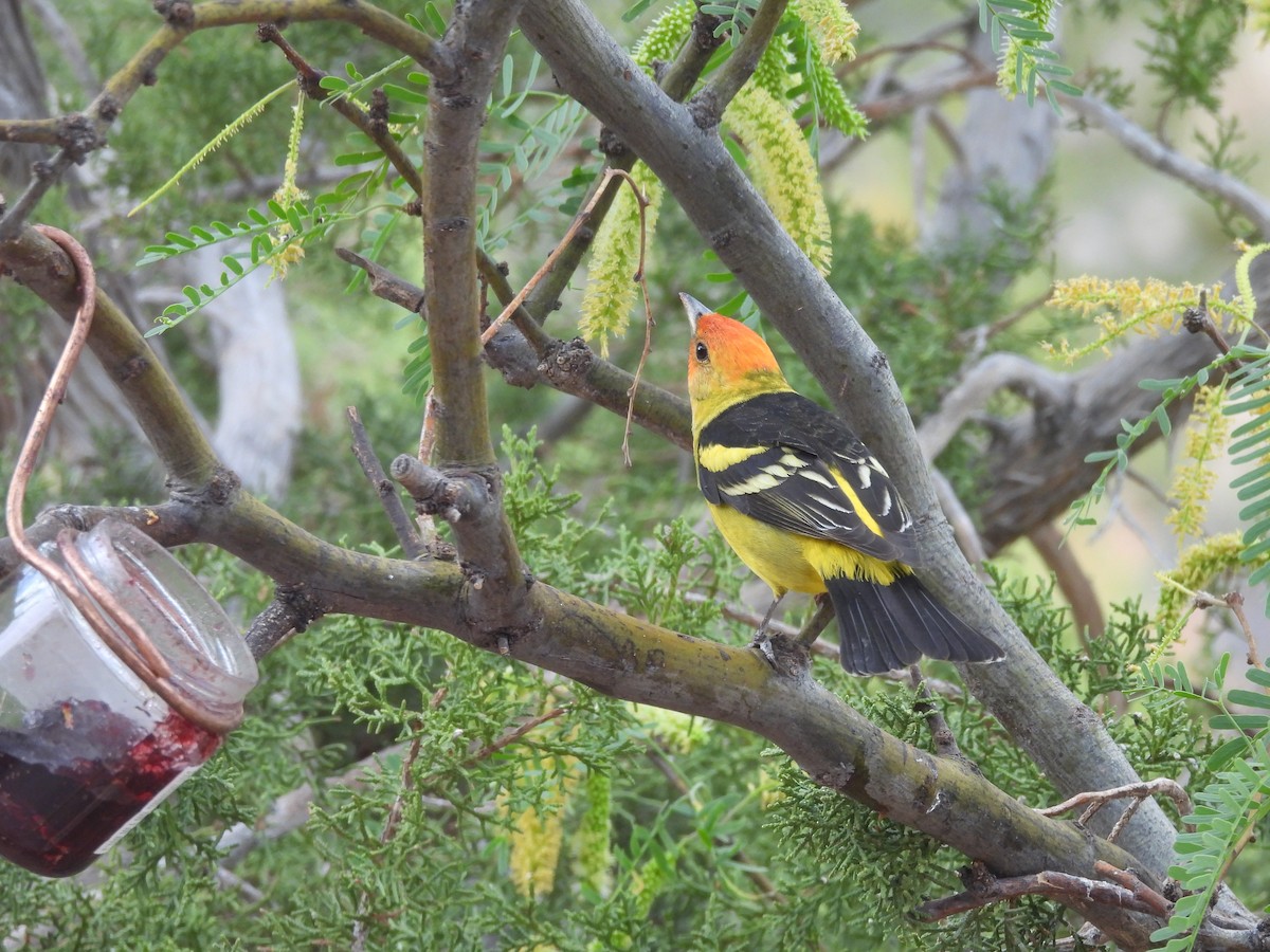 Western Tanager - ML635761854