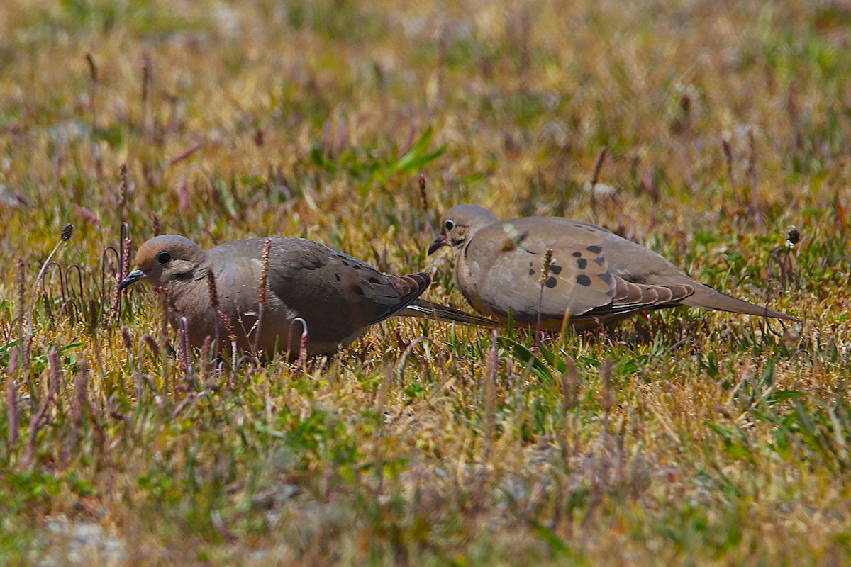 Mourning Dove - ML635762103