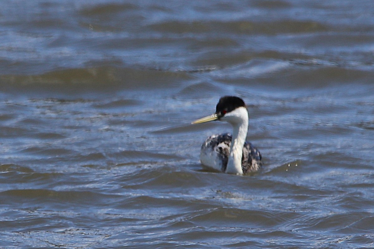 Western Grebe - ML635762148