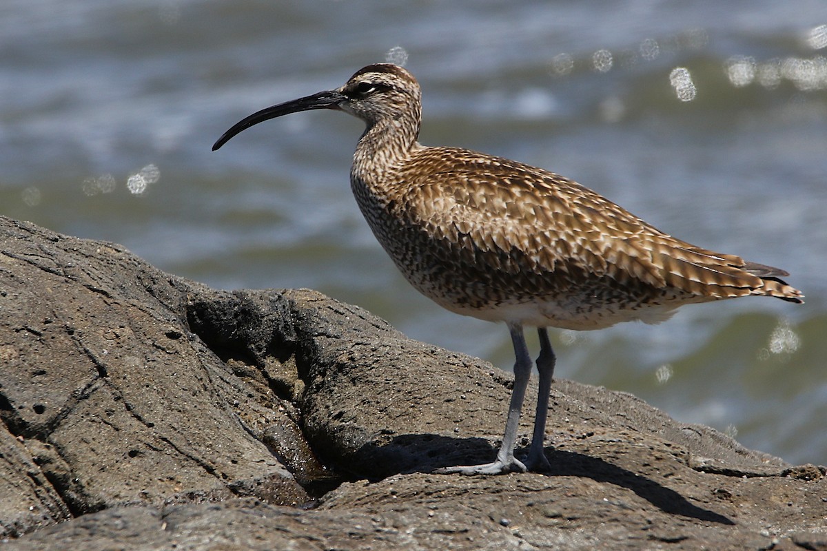 Whimbrel (Hudsonian) - ML635762198