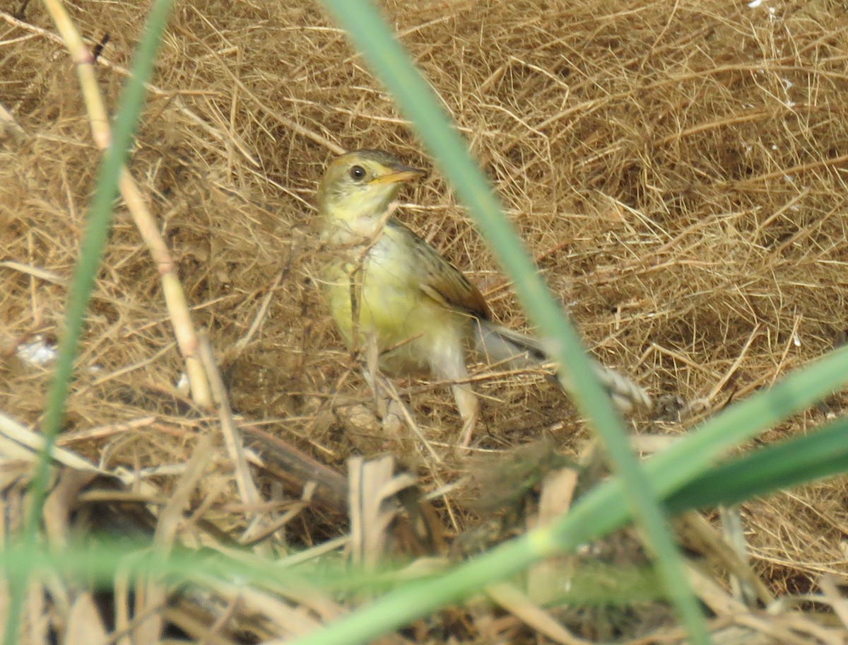 Luapula Cisticola - ML635762199