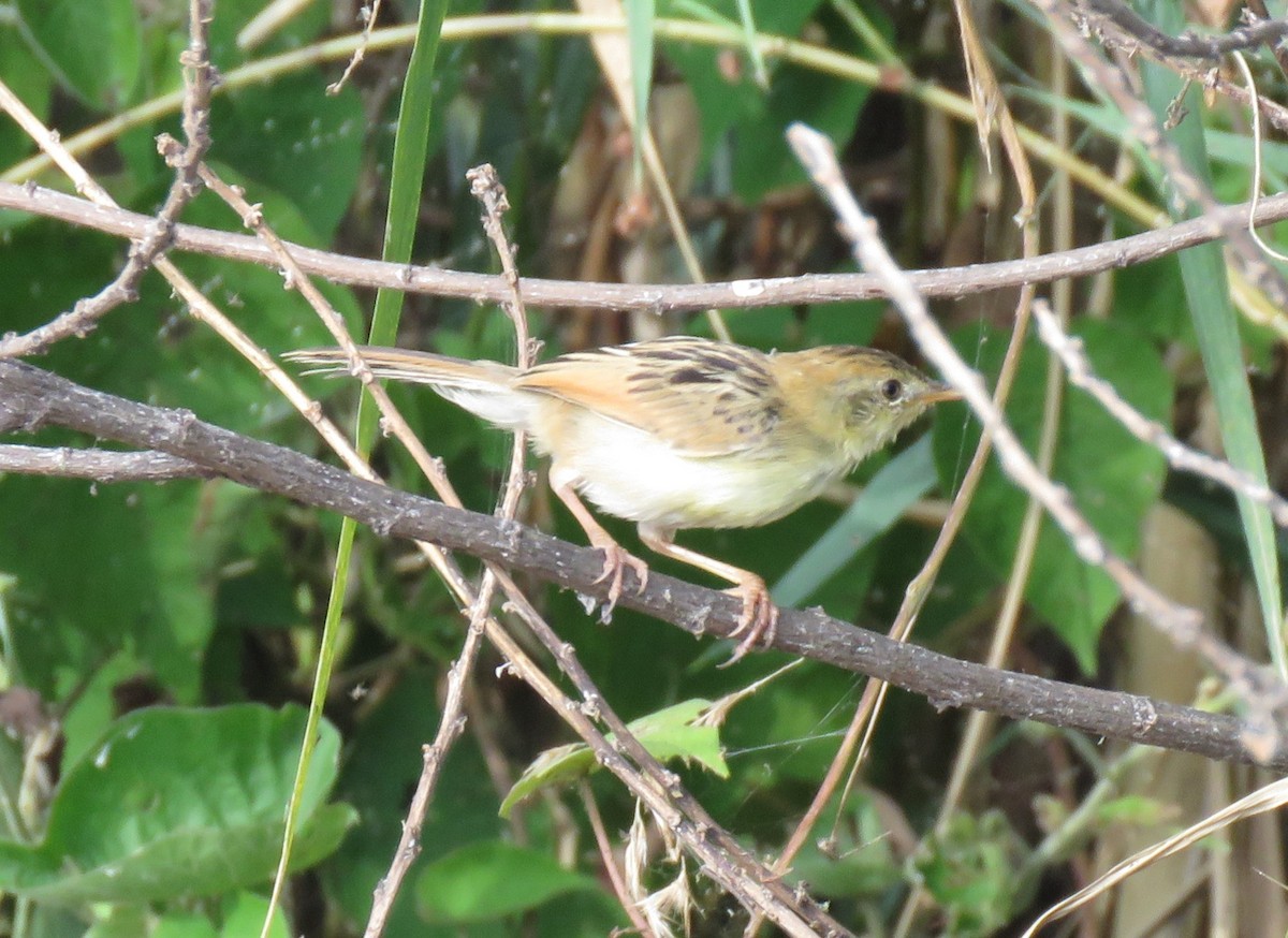 Luapula Cisticola - ML635762200