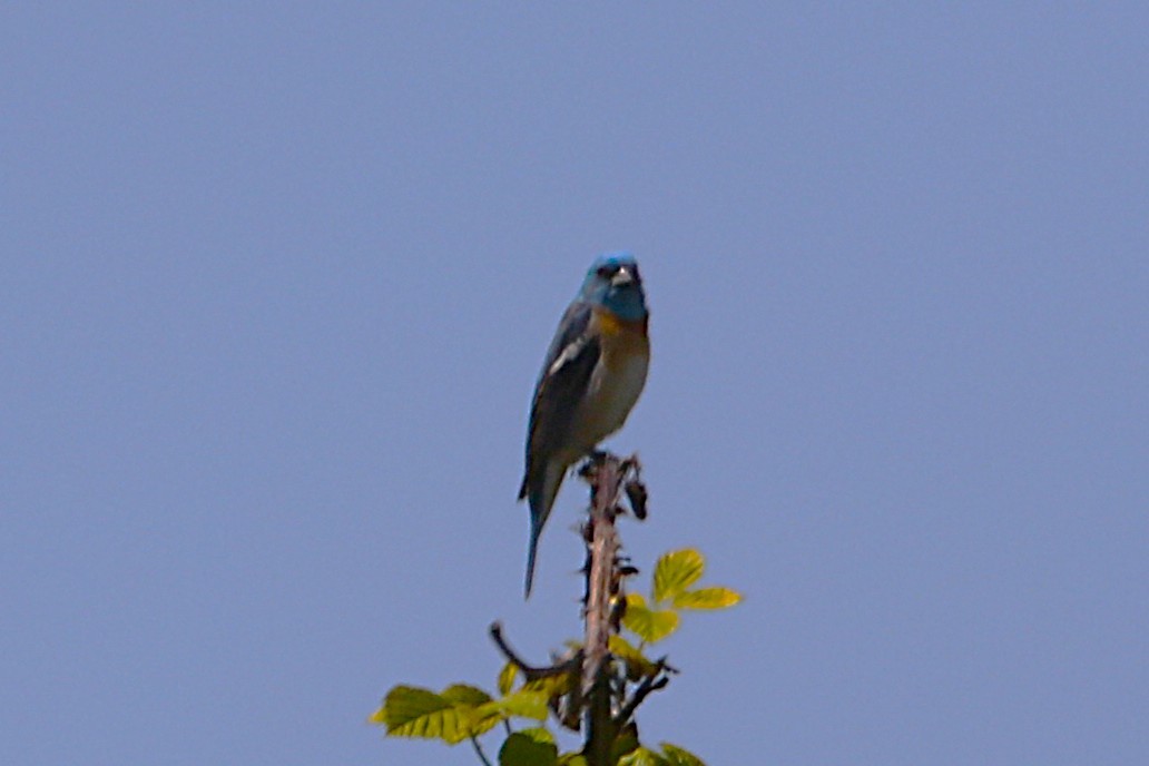 Lazuli Bunting - ML635762214