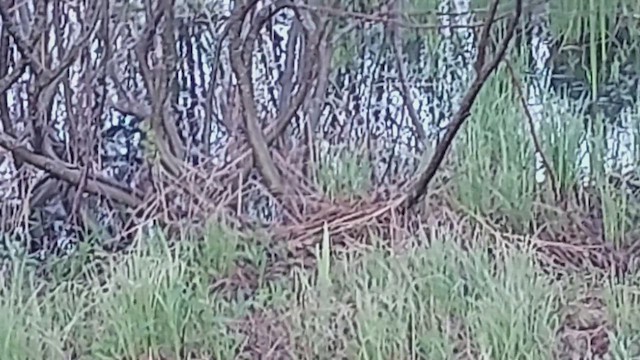 Virginia Rail - ML635762231