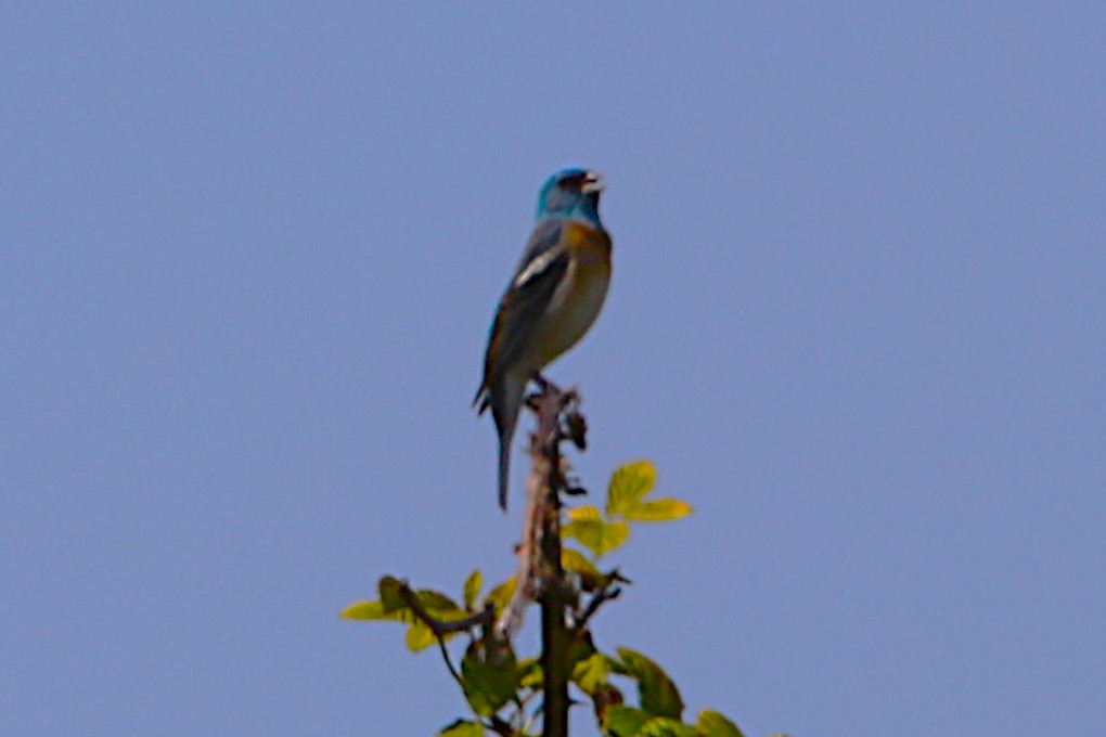 Lazuli Bunting - ML635762232