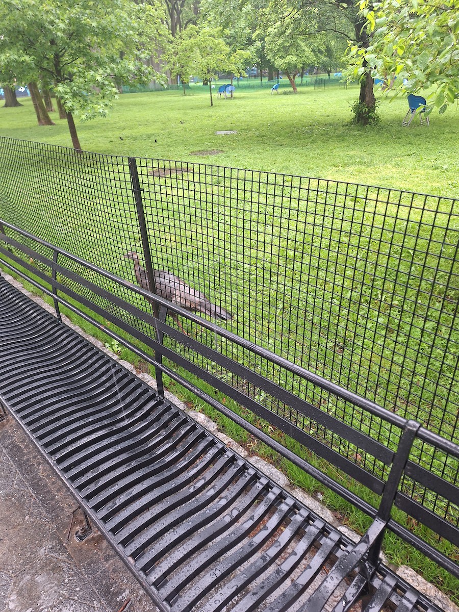 シチメンチョウ - ML635762330