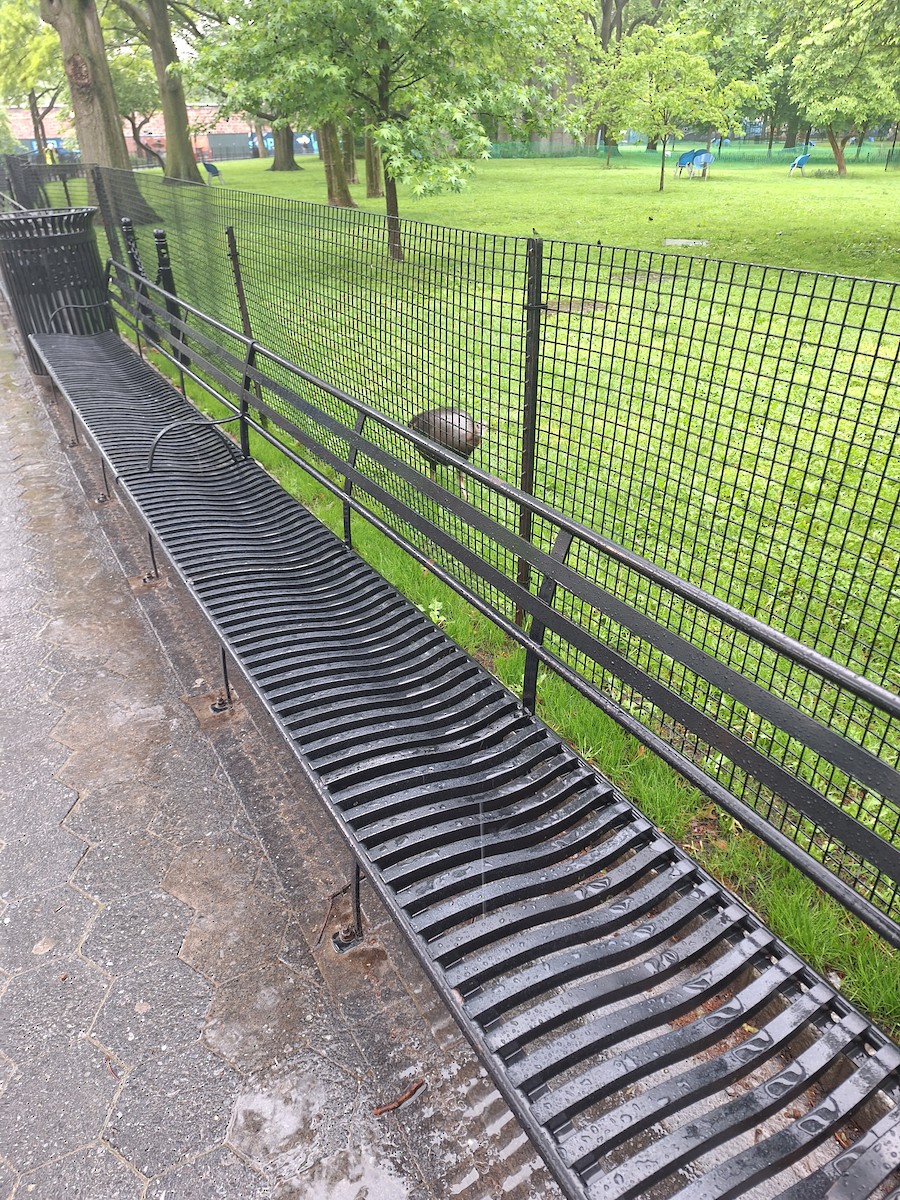 シチメンチョウ - ML635762333